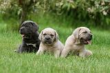 CANE CORSO 1064